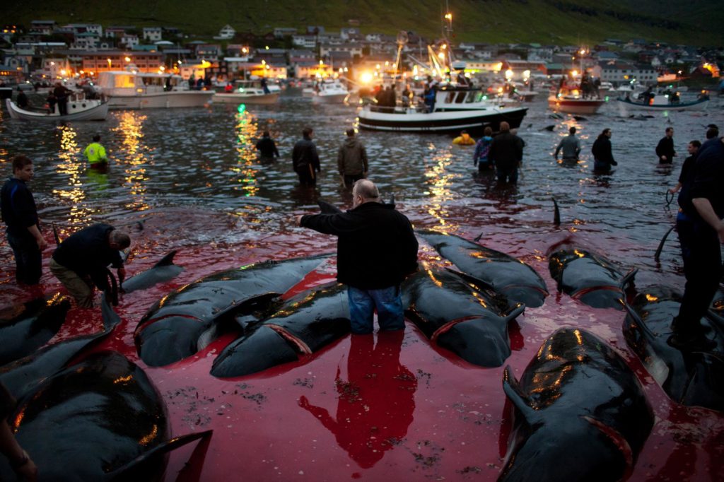 whale faroe island