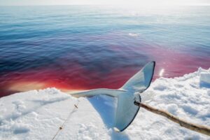 whaling_blood.1437768499716
