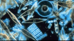 diatoms-16x9.8beaae