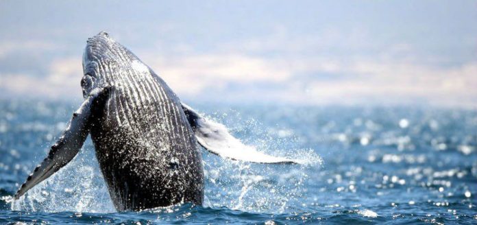 whale_jump